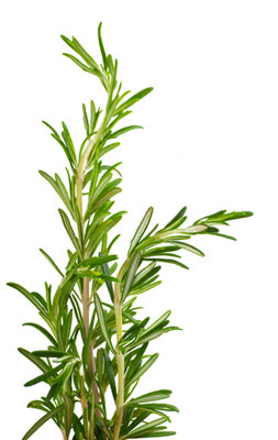 rosemary